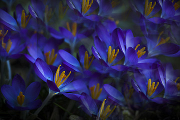 Image showing blue crocus