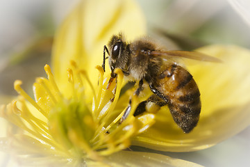 Image showing pollination