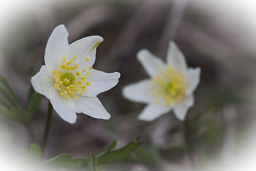 Image showing wood anemones