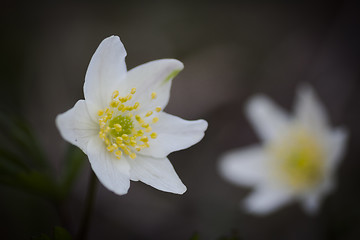 Image showing anemone nemorosa