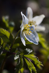 Image showing wood anemones