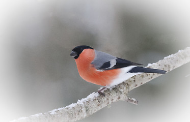 Image showing bullfinch