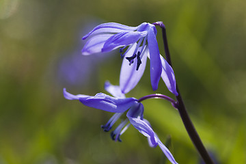 Image showing scilla