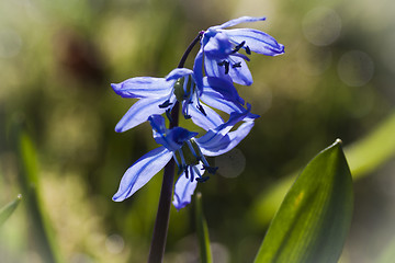 Image showing blue scilla