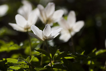 Image showing wood anemones