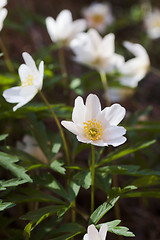 Image showing wood anemones