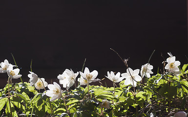 Image showing wood anemones