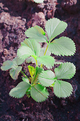 Image showing strawberry plant