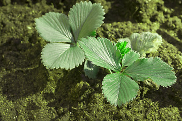 Image showing strawberry plant