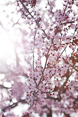 Image showing spring cherry blossoms
