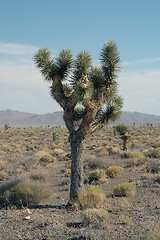 Image showing Joshua tree