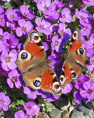 Image showing Peacock butterfly
