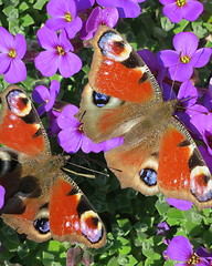 Image showing Peacock butterfly