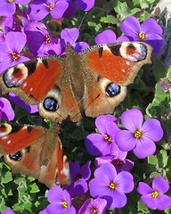 Image showing Peacock butterfly