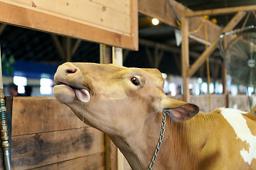 Image showing Cow Sticking Out Tongue