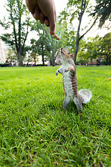 Image showing Feeding Wild Squirrel a Peanut