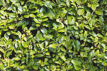 Image showing Background with rhododendrons leaves