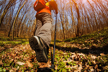 Image showing Male hiker looking to the side walking in forest