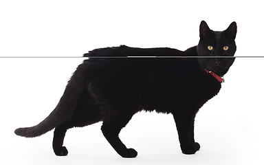 Image showing Black Cat standing and looking at the camera