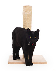 Image showing Black cat with a scratching post 