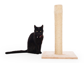 Image showing Black cat with a scratching post 