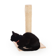 Image showing Black cat with a scratching post 