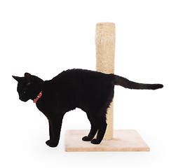 Image showing Black cat with a scratching post 