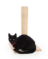 Image showing Black cat with a scratching post 