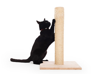 Image showing Black cat with a scratching post 