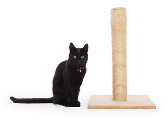 Image showing Black cat with a scratching post 