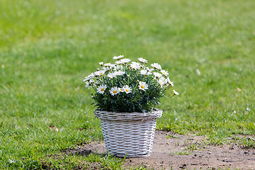 Image showing Bouquet of daisy flowers in a basket