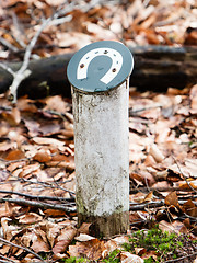 Image showing Horsetrack in a dutch forrest