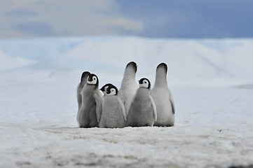 Image showing Emperor Penguins  chicks