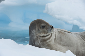 Image showing Weddell Seal laying on the ice