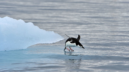 Image showing Chinstrap Penguin in Anatcrtica