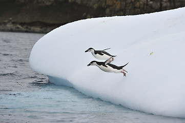 Image showing Chinstrap Penguin in Anatcrtica