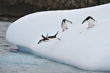 Image showing Chinstrap Penguin in Anatcrtica
