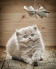 Image showing beautiful british long hair kitten