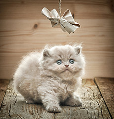 Image showing beautiful british long hair kitten