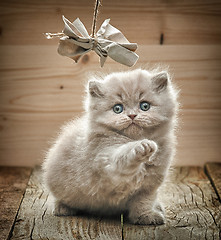 Image showing beautiful british long hair kitten