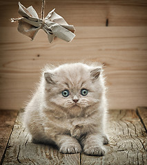 Image showing beautiful british long hair kitten