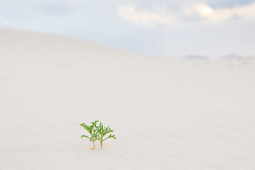 Image showing Two green plant sprouts in desert sand.