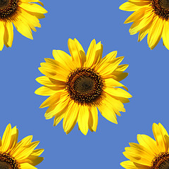 Image showing Sunflower as seamless pattern