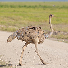 Image showing Ostrich, Struthio camelus, in african wilderness.