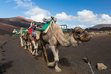 Image showing Camel caravan in Timanfaya National Park