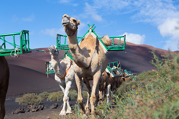 Image showing Camel caravan in Timanfaya National Park