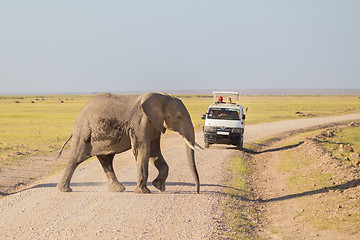 Image showing Elephantt crossing dirt roadi in Amboseli, Kenya.