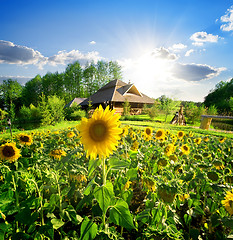 Image showing House and sunflowers