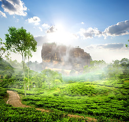 Image showing Sigiriya and tea field