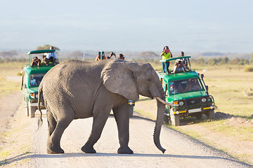 Image showing Elephantt crossing dirt roadi in Amboseli, Kenya.
